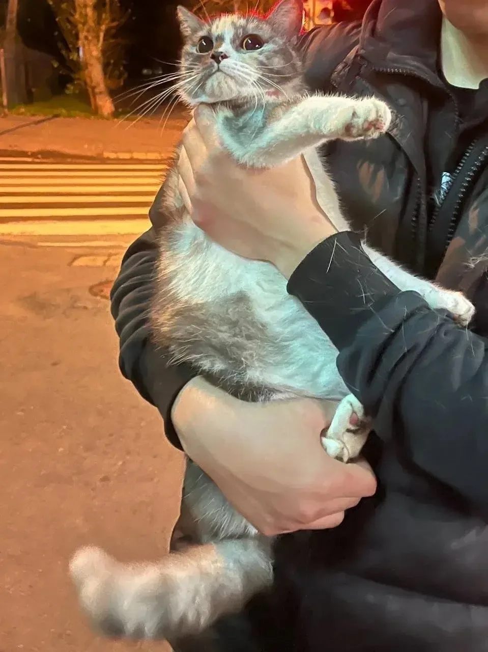Замечен кот / кошка, окрас белый с серым (Екатеринбург, Верх-Исетский район)