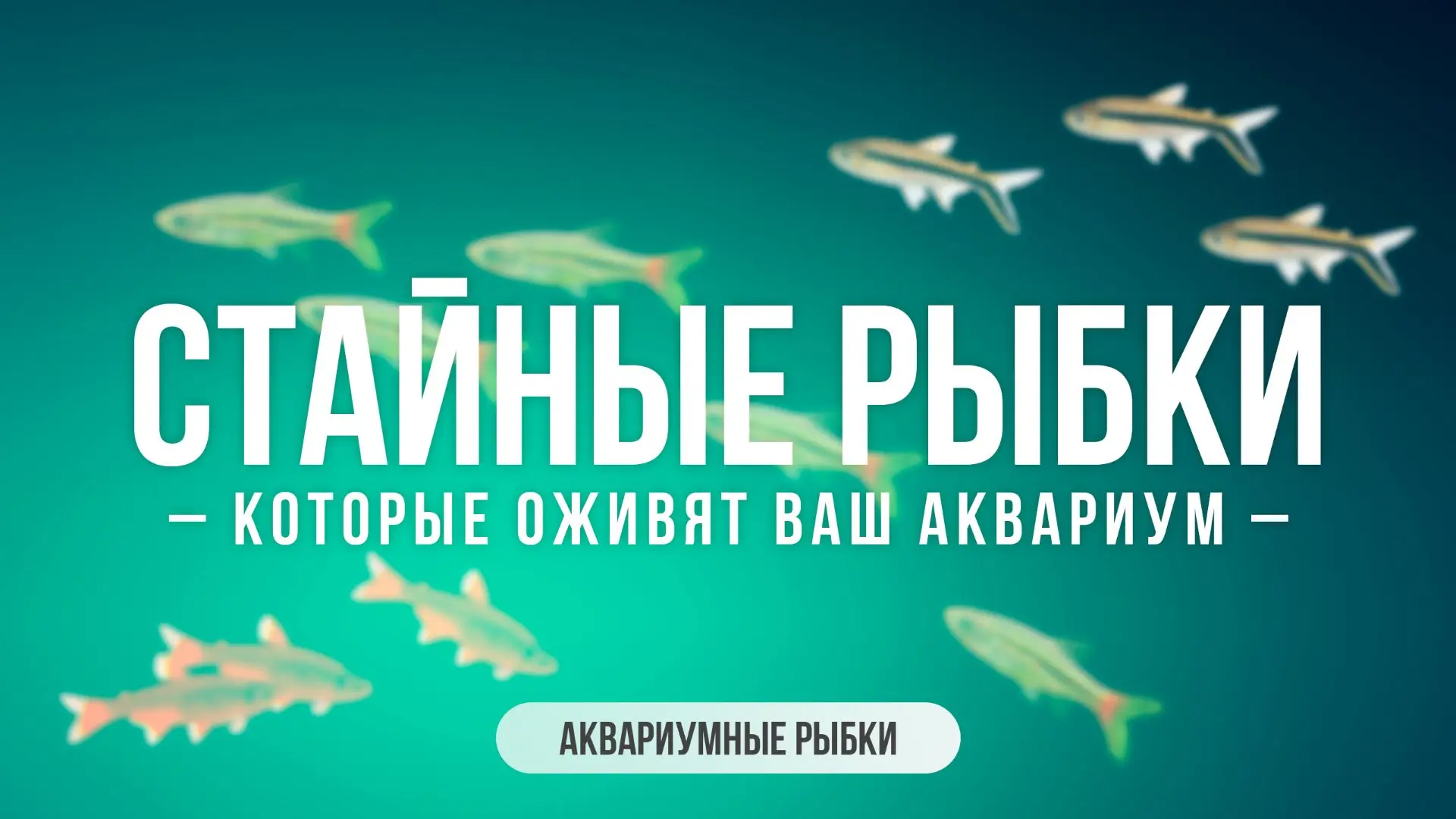 Купили пять рыбок, а они разошлись по всему аквариуму: одна у фильтра, две в траве, остальные где-то