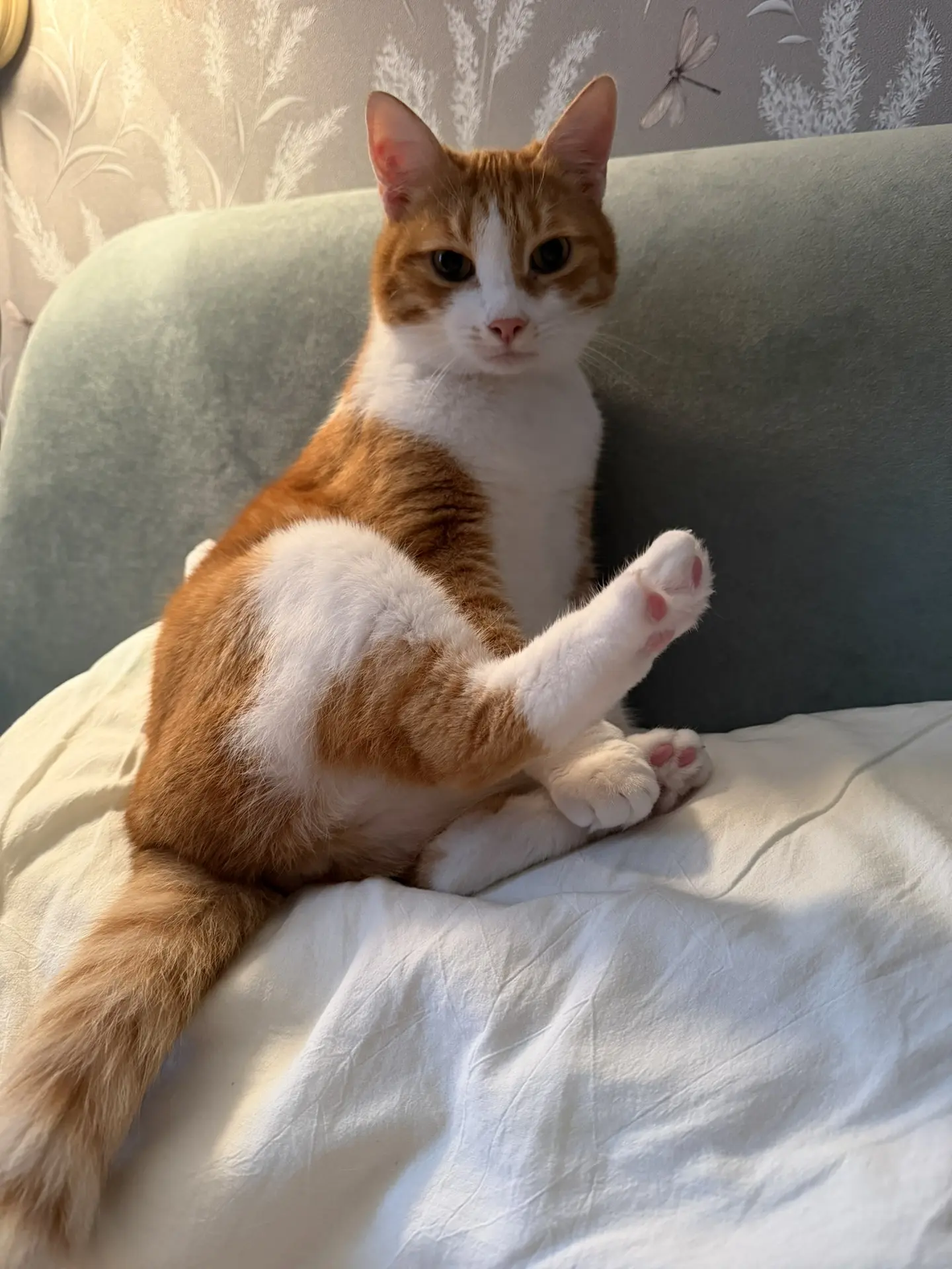 Доброе понедельничное 😻😻😻😻