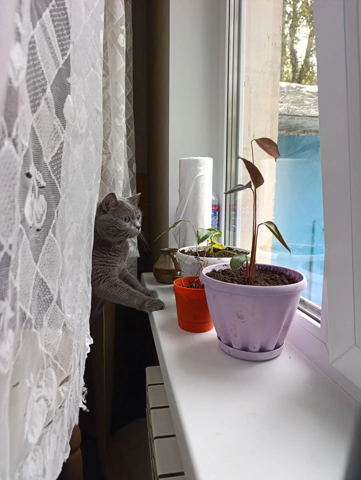 Открыт наблюдательный пункт за птичками 🐱🐦‍⬛
