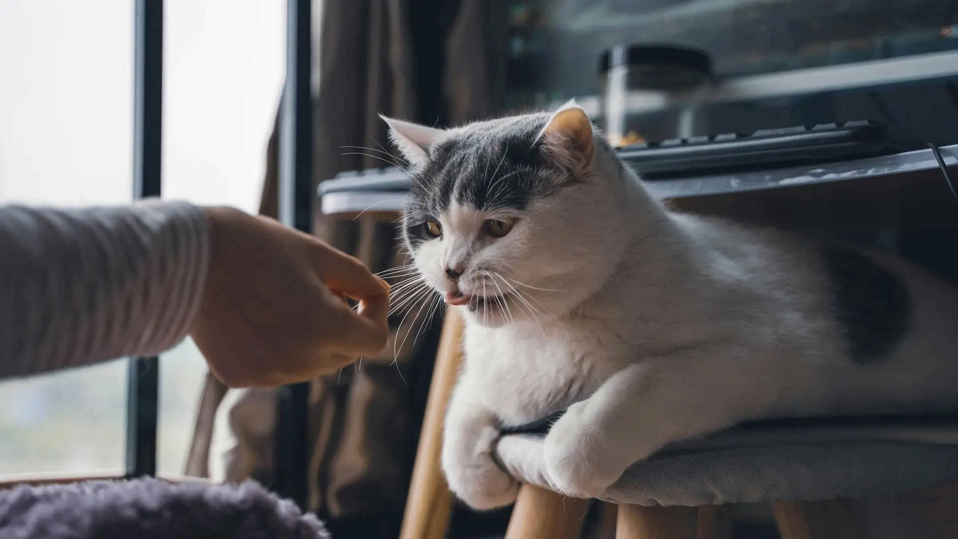 Котиков нельзя тискать, — ученые