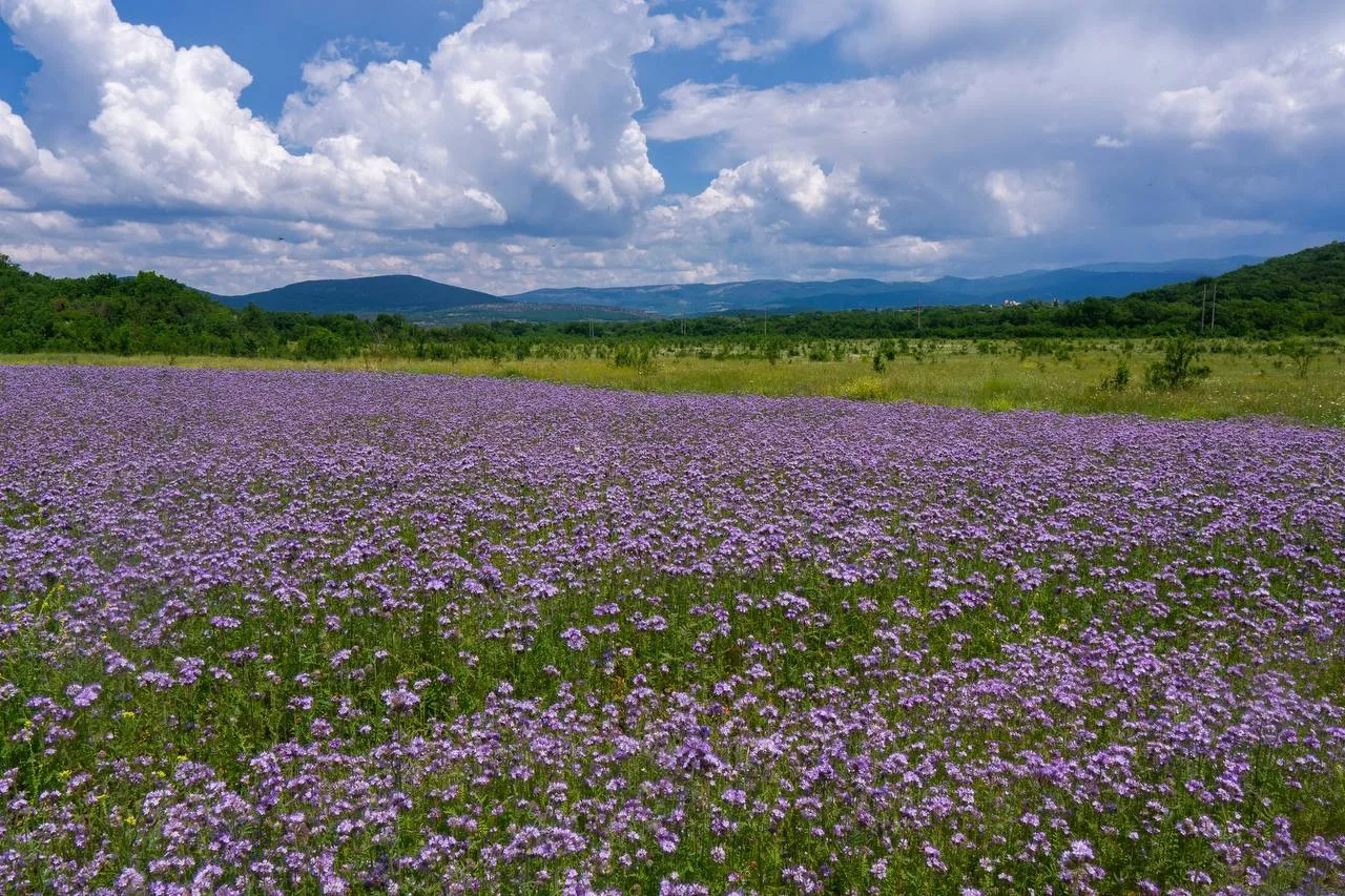 💜В Байдарской долине цветет фацелия пижмолистная 

Автор: Татьяна Стефанович

@crimea24news