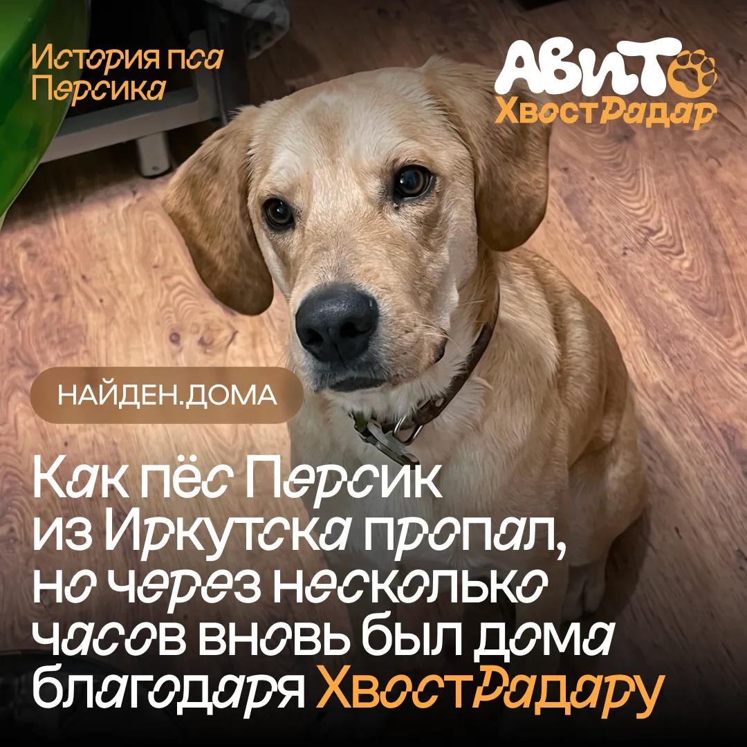 Как пёс Персик из Иркутска пропал, но через несколько часов вновь был дома благодаря Хв...