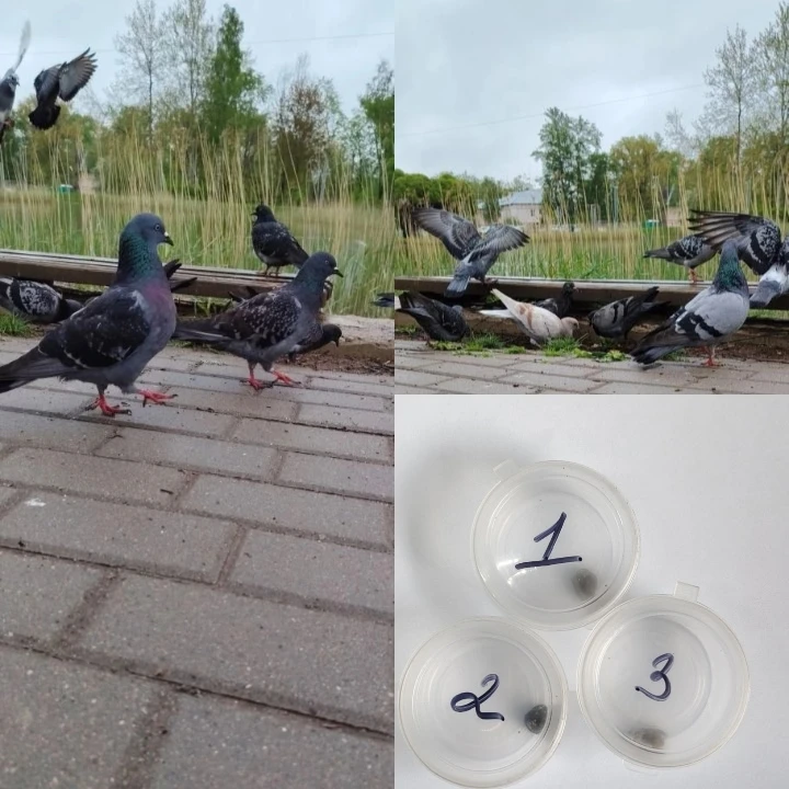 🕊️Отбор проб у синантропных птиц на территории "Солёного пруда" г. Чудово.