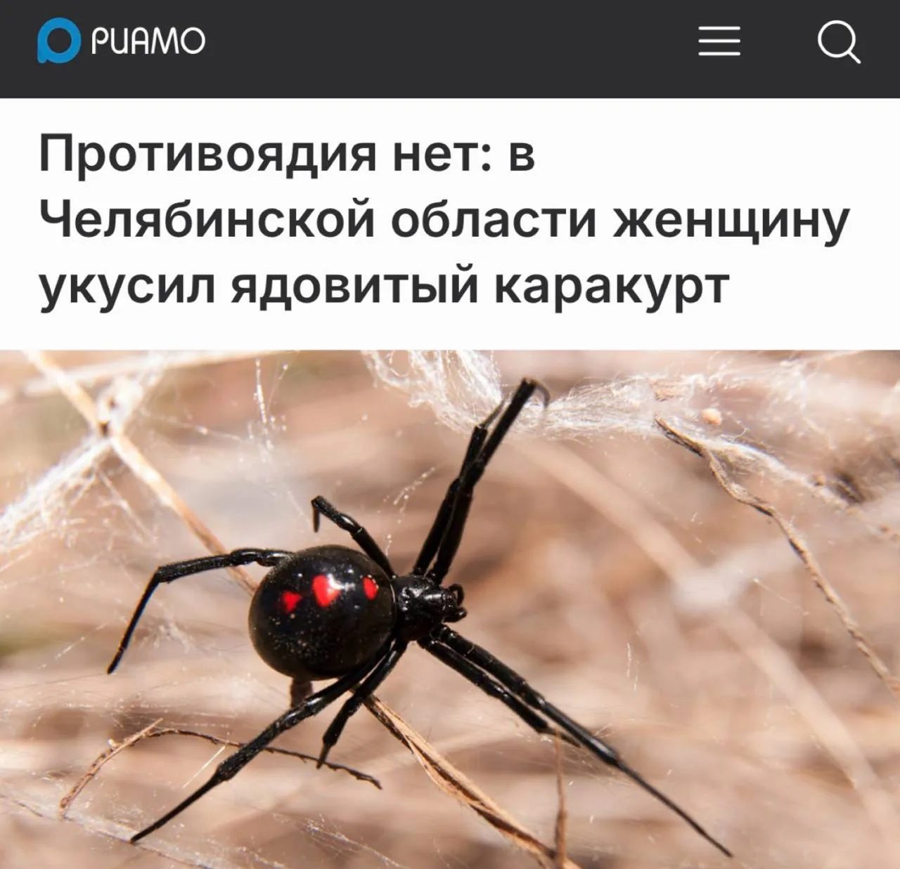 «Противоядия нет»: Смертельно опасный паук напал на женщину в Челябинске. 

«Инцидент произошел в по