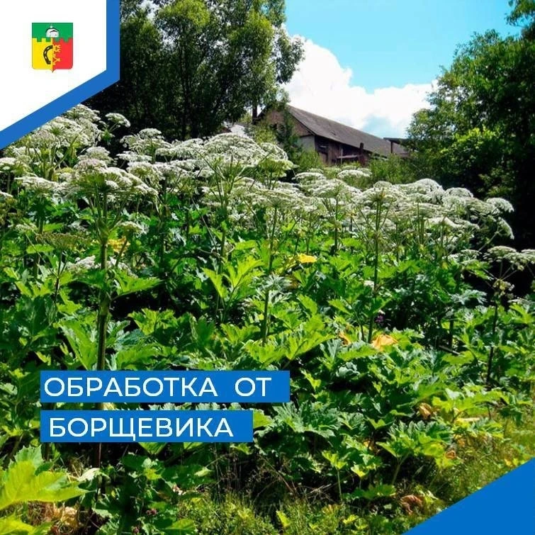 Внимание, обработка от борщевика!