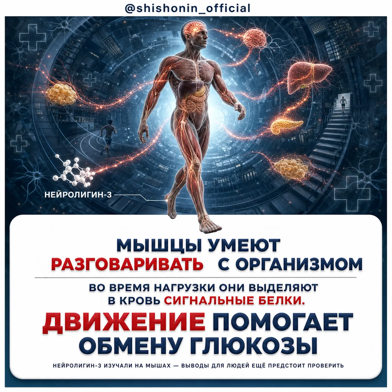 💪 Оказывается, мышцы умеют "разговаривать" с организмом
