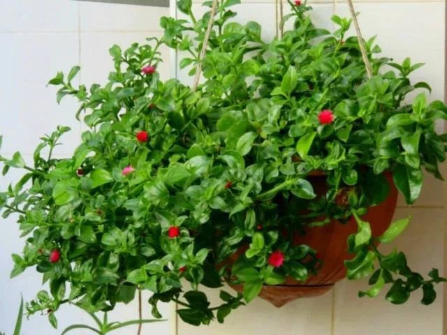 #Аптения — цветущий суккулент, который растёт на глазах.

Все виды, некогда принадлежащие к аптениям
