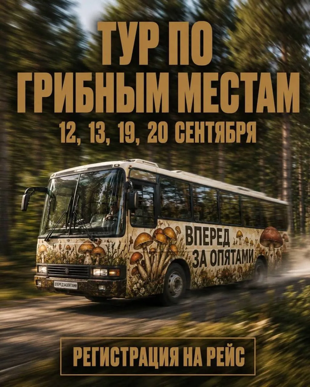 🍄‍🟫Грибные туры проводят для петербуржцев