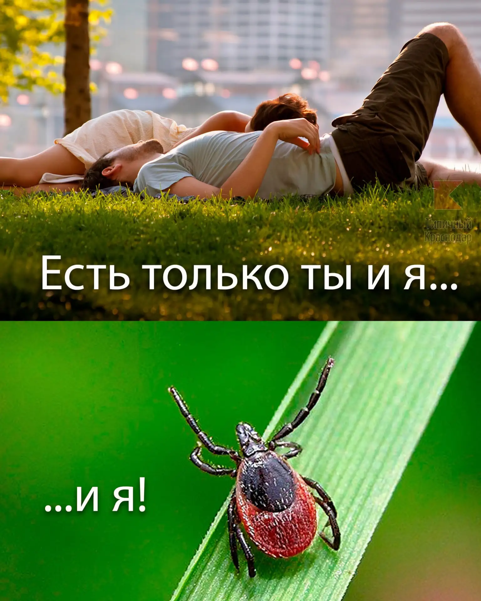 Клещи массово атакуют по всей России  Всего за неделю они покусали более 43 тысяч человек. В числе л