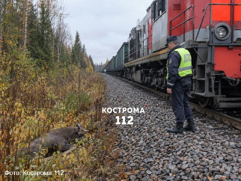 В Галичском районе грузовой поезд сбил лося. Инцидент произошел на перегоне Россолово —...