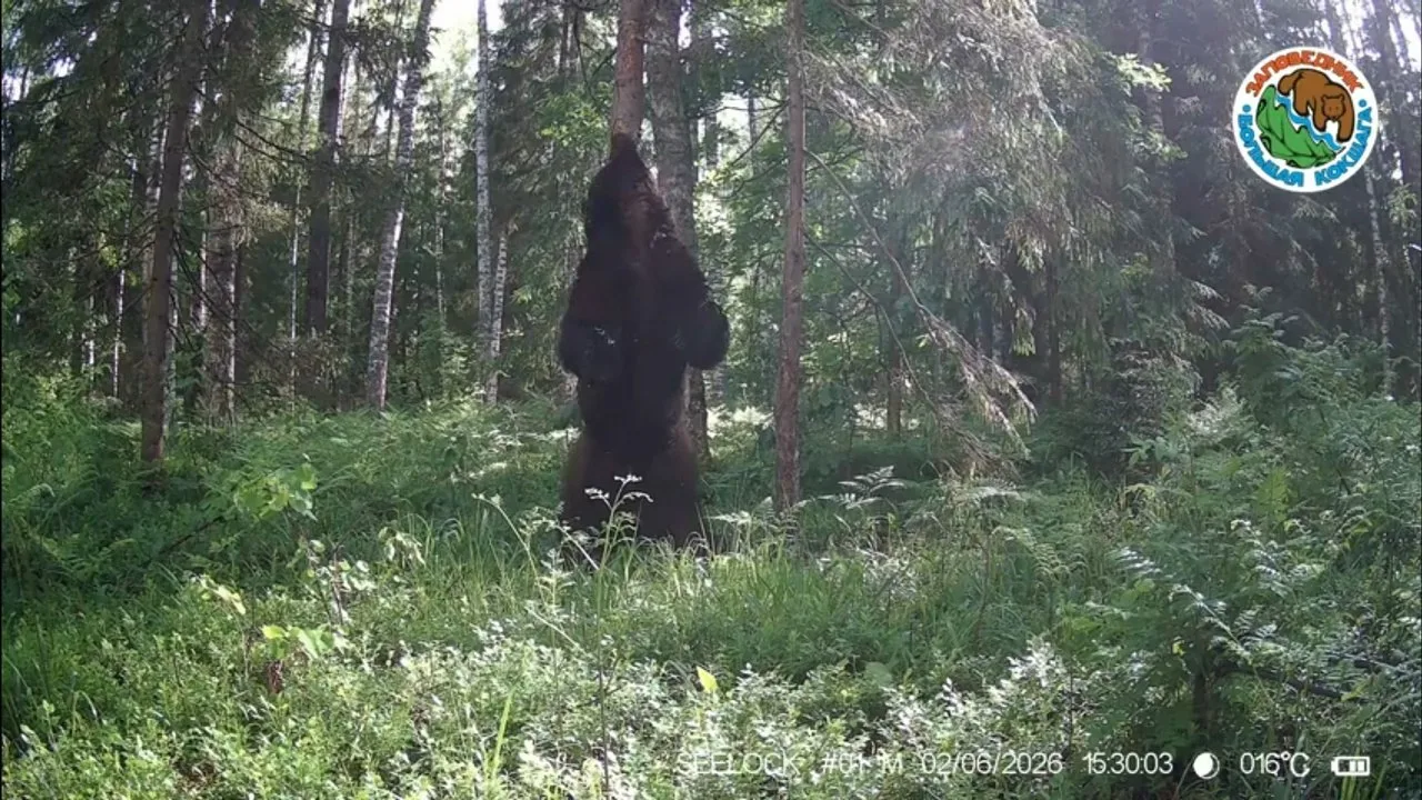 Хозяин тайги: медвежий ритуал у любимого дерева! 🐻