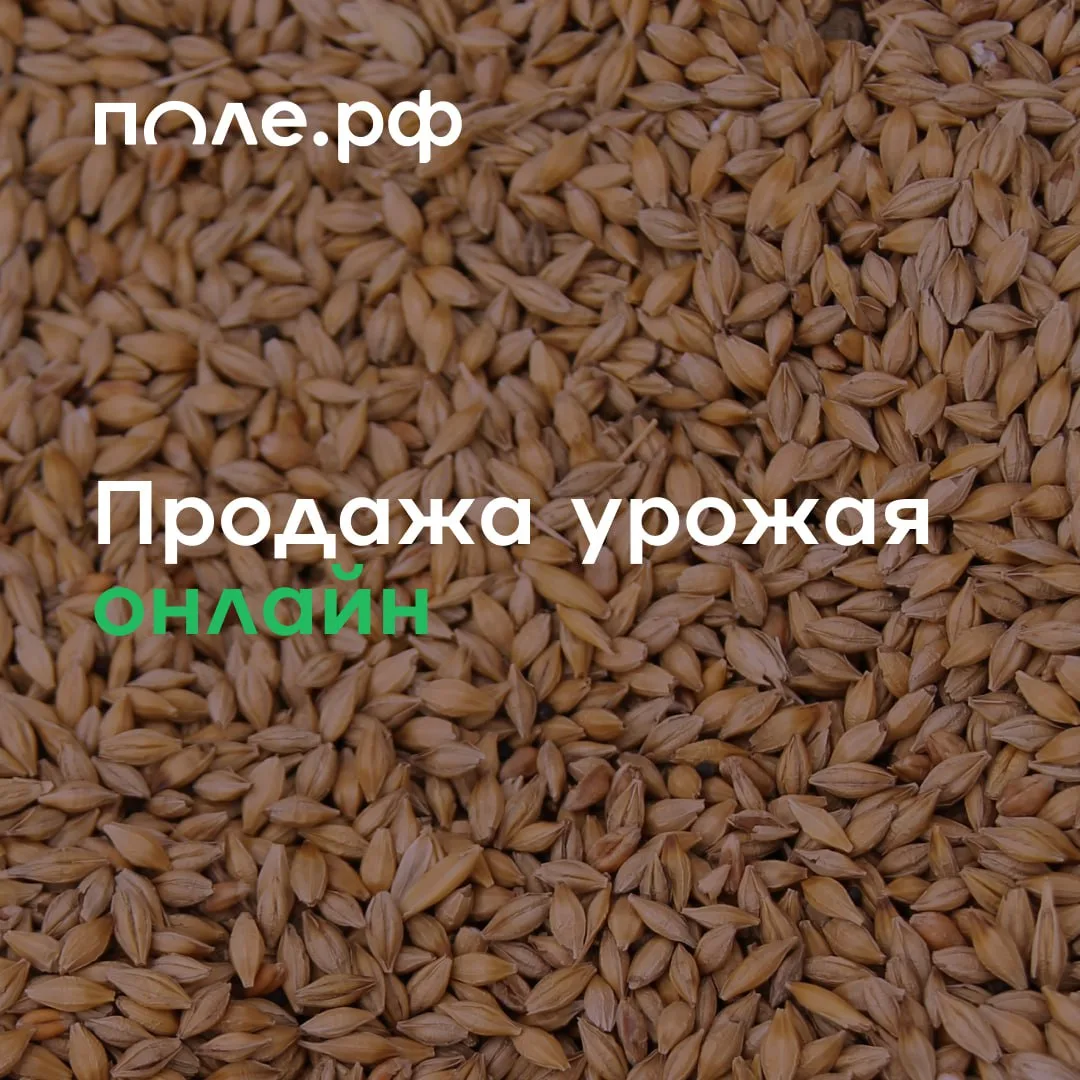 ⚡️ Пшеницу и другие культуры закупают на платформе Поле.РФ!