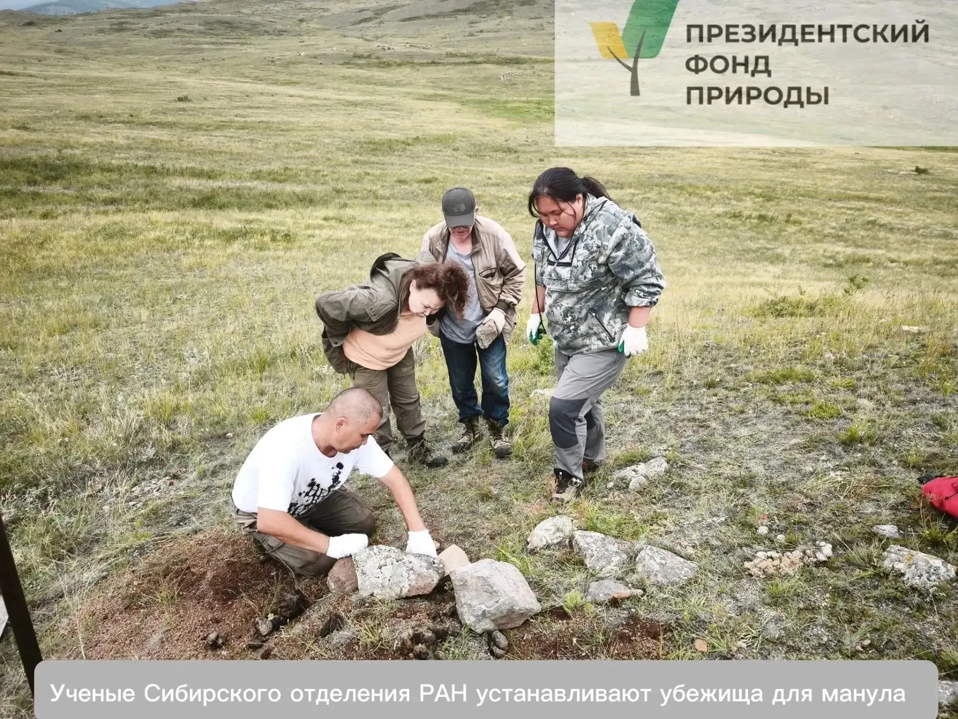 💫 В Бурятии реализуется проект «Сохранение манула – сохранение степей Байкальского рег...