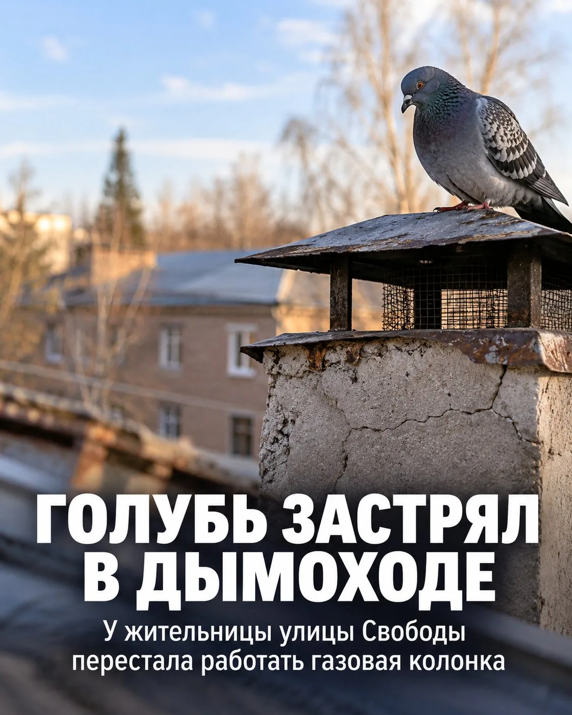 🕊 Голубь заблокировал дымоход: пенсионерка из Задонска попросила помочь
