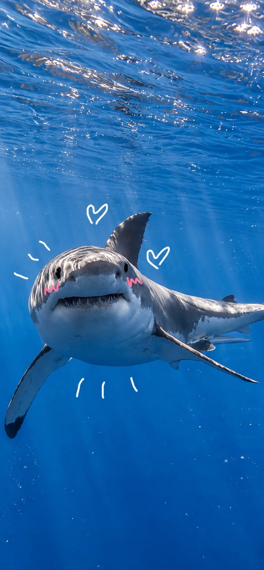 Милые обои с акулами 🦈