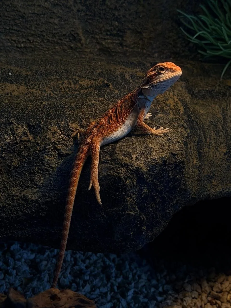Фотопривет от покупателя❤️🦎❤️