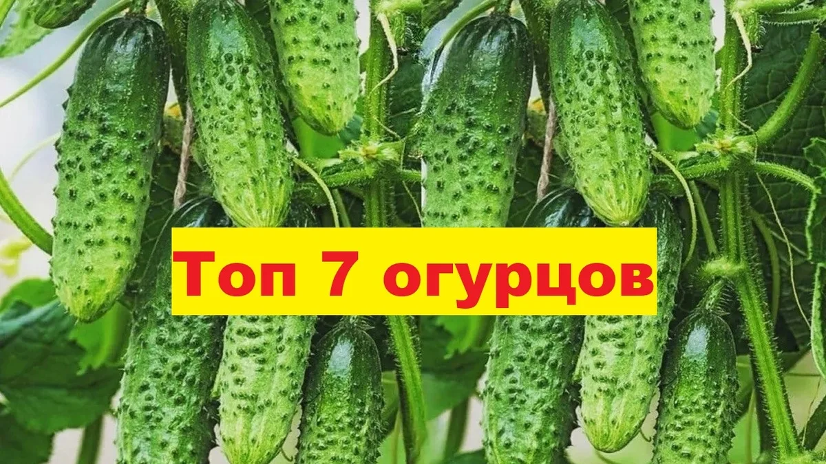 🥒 ТОП-7 ОГУРЦОВ ДЛЯ НЕСТАБИЛЬНОГО ЛЕТА: сорта-страховки!