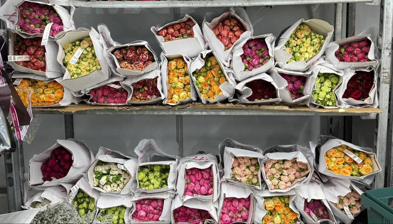 Роза кустовая Subbati 159₽