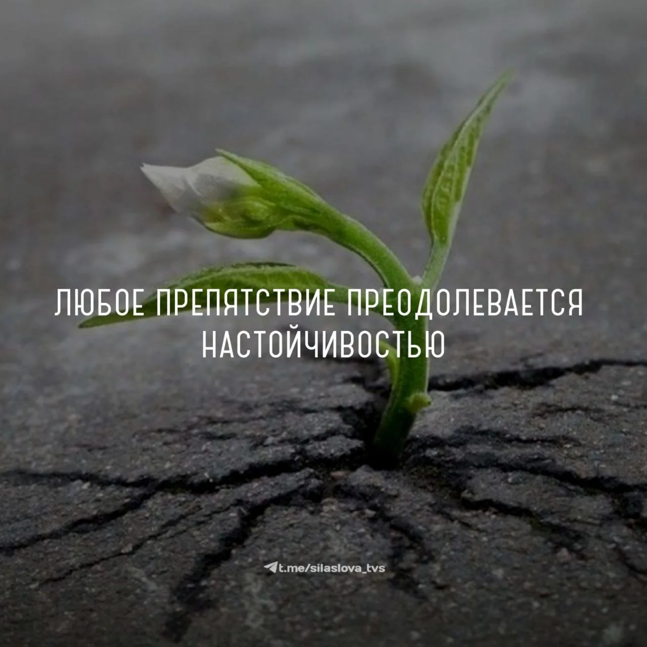 ☑️Любое препятствие преодолевается настойчивостью💯