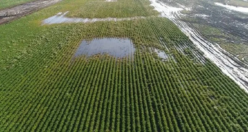 Из-за прорыва дамбы в районе хутора Западного, водой затопило сельхозполя в Крымском районе 

Уничто
