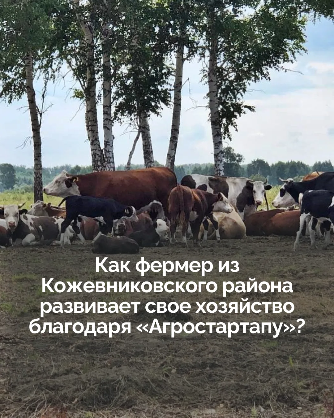 Грант «Агростартап» помогает кожевниковскому фермеру наращивать поголовье герефордов