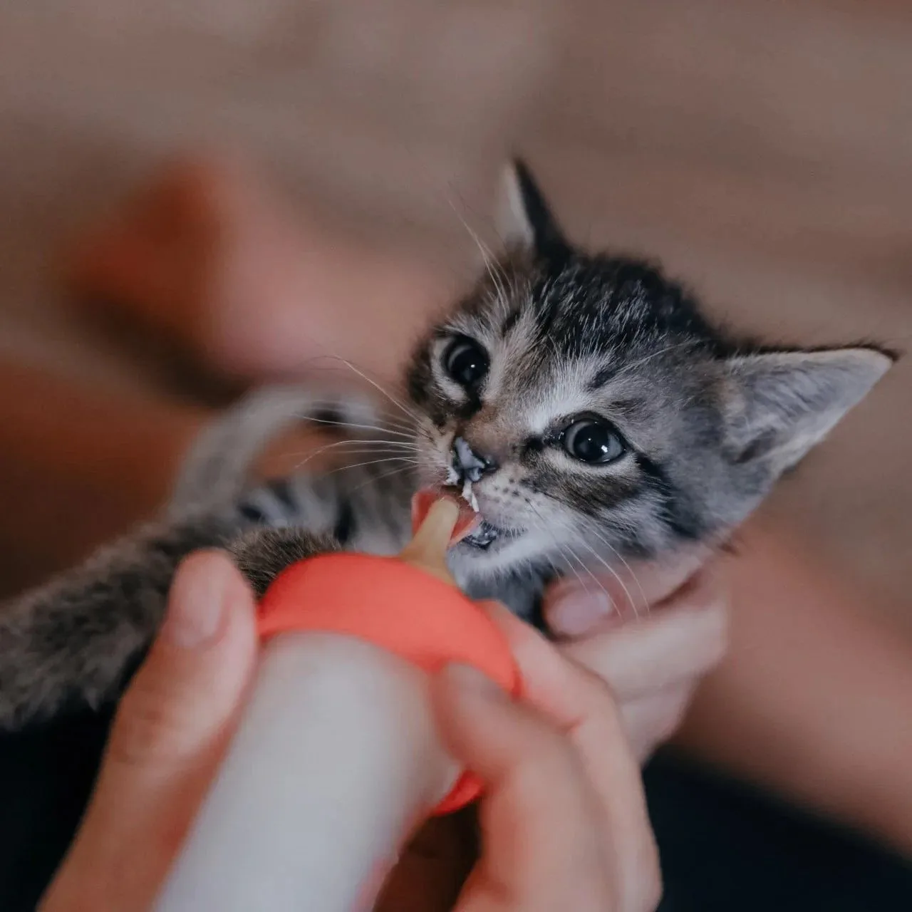 🥹 Готовы их обнимать? За это и деньги платить будут!