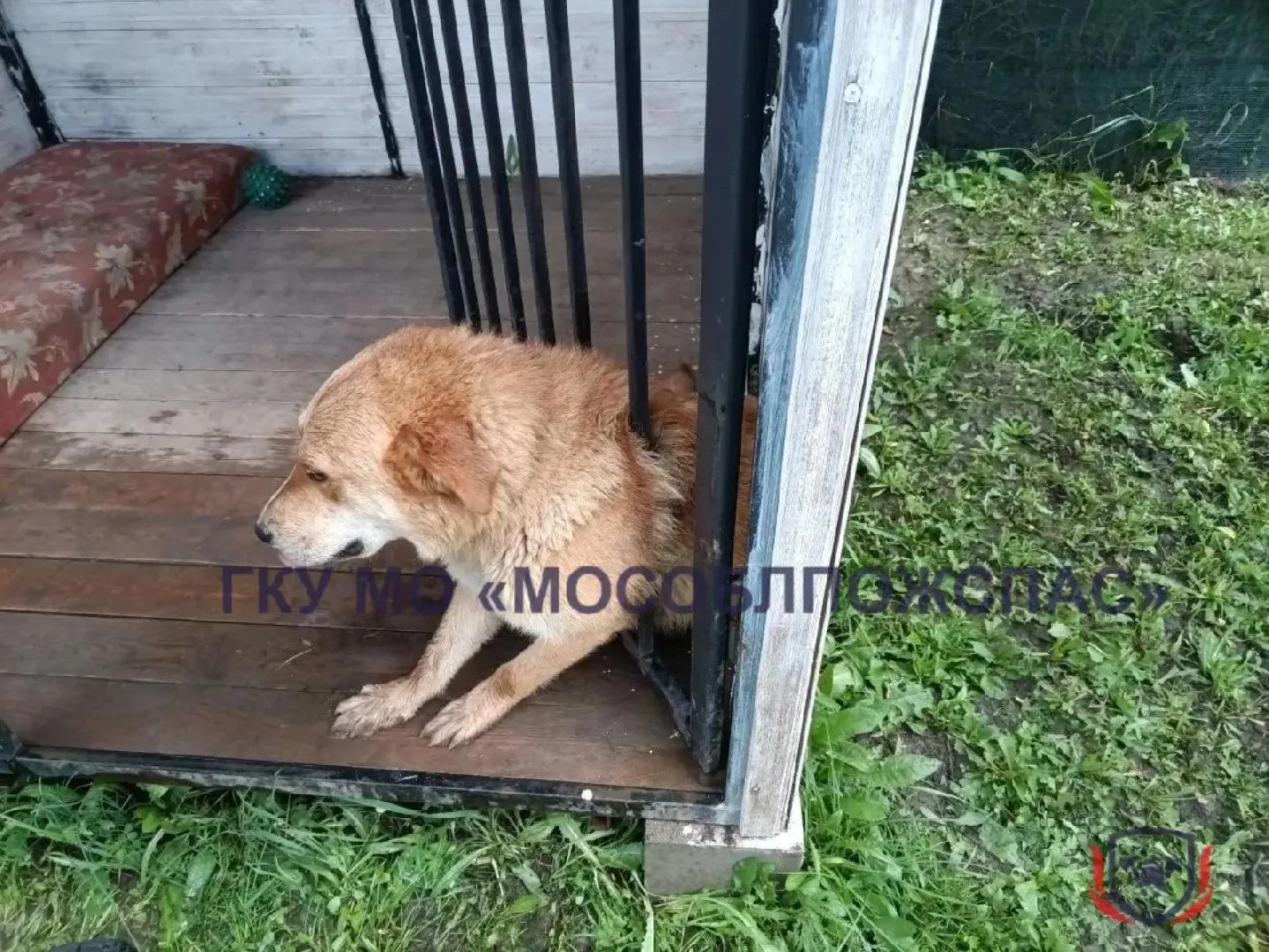 🐶🐱 Спасатели дважды за день пришли на помощь животным

У наших соседей в Кашире сотрудники «Мособл
