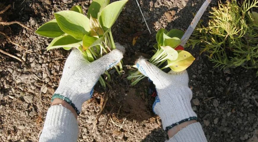 Деление и пересадка многолетних цветов
