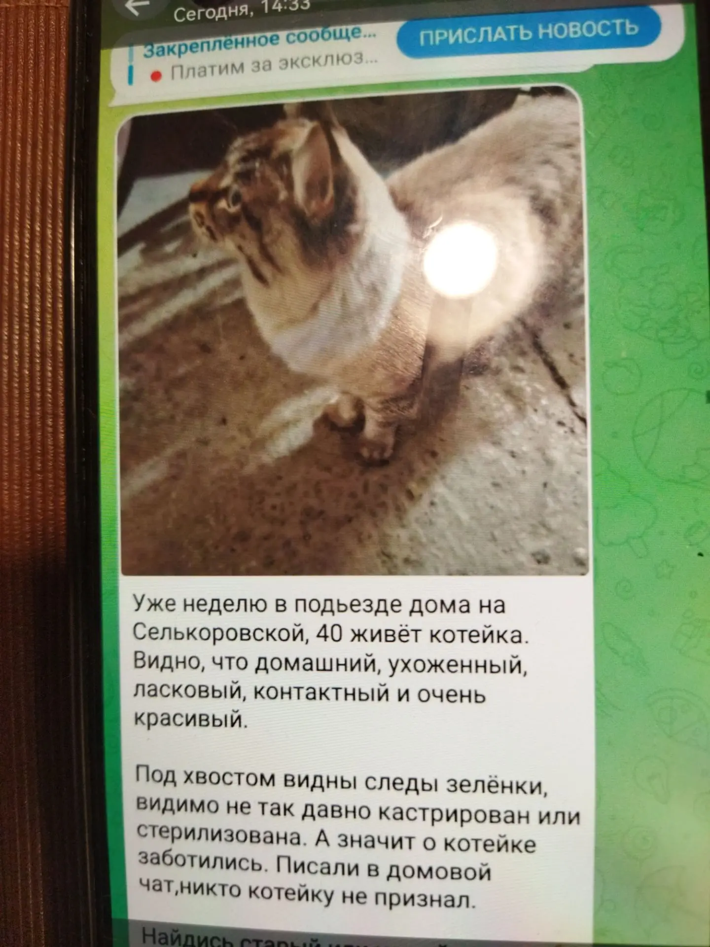 Добрый день. Ищу тех, кто в курсе объявления о кошке в доме ул. селькоровская, 40.