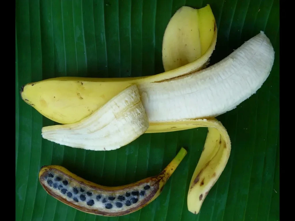 🍌 Вы бы узнали банан до того, как за него взялись люди?