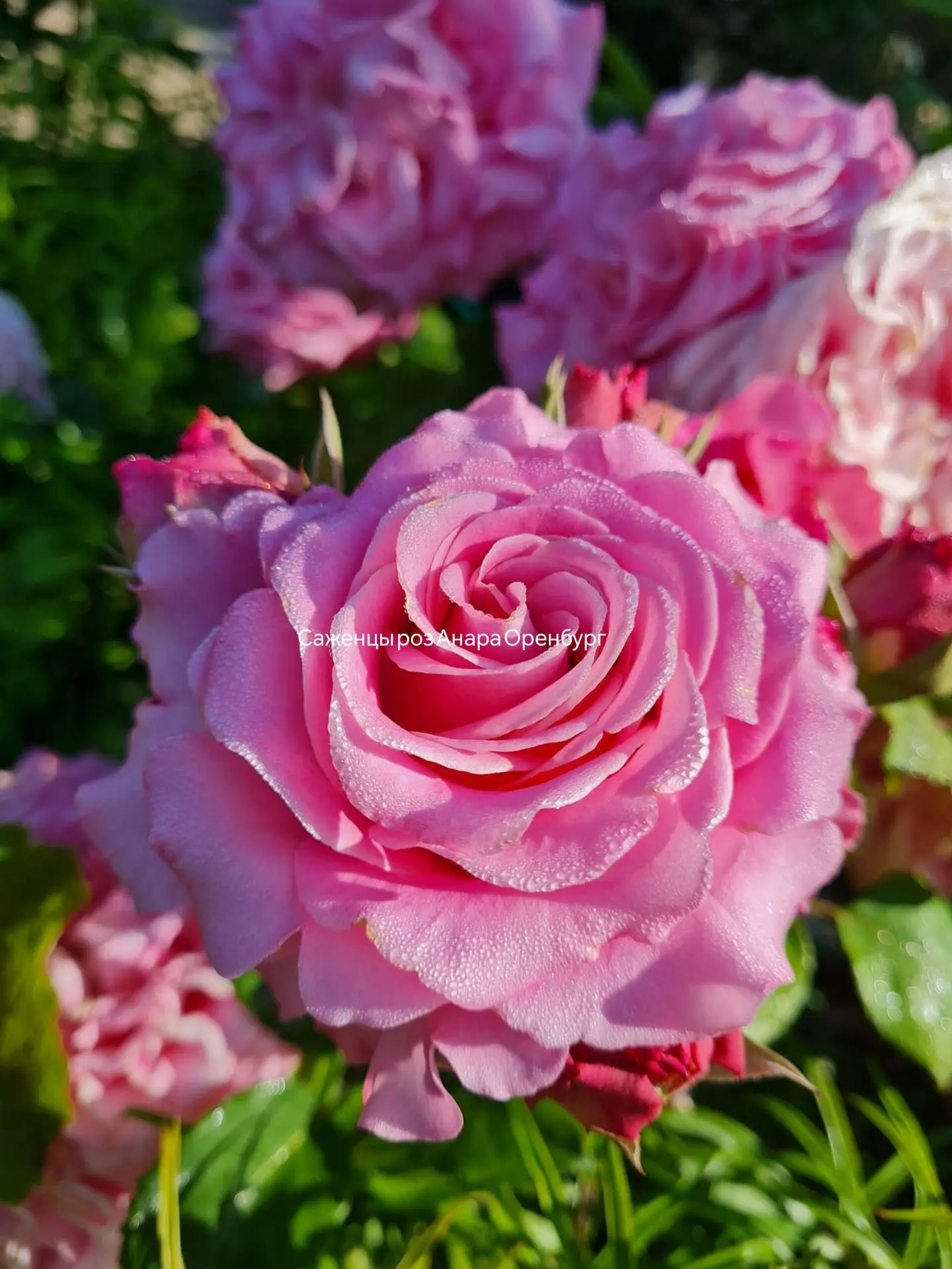 Роза 🌹Ashley. Эшли.
