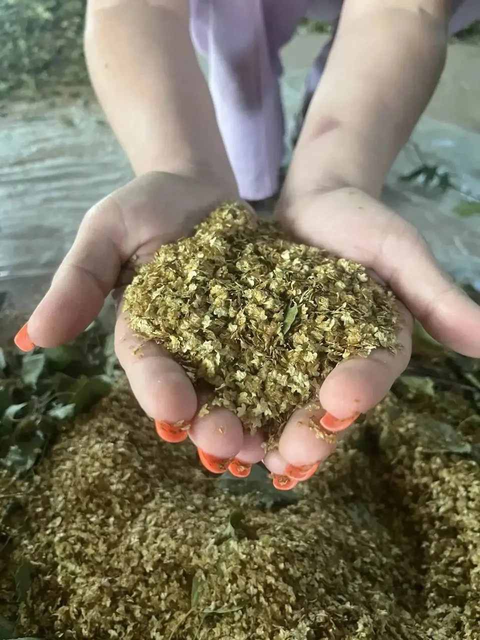 🌳 Липецкие лесники заготавливают сотни килограммов семян берёзы

В Липецкой области начался сбор бе