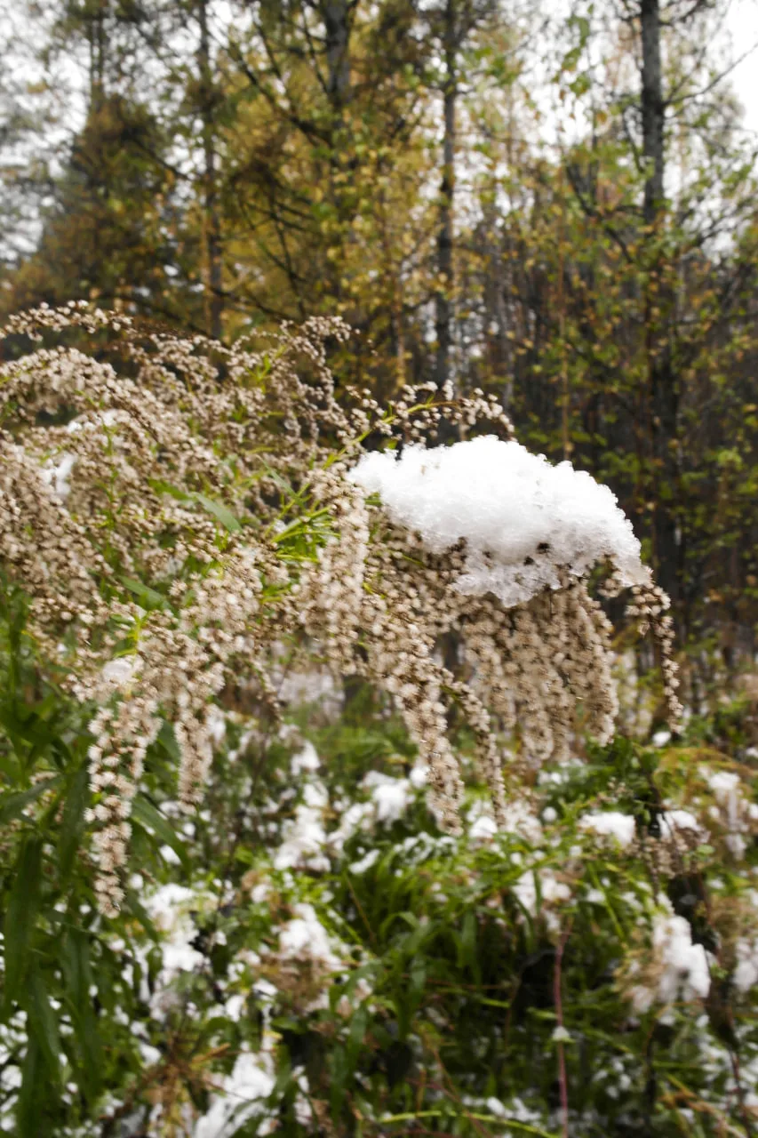 ❄️ Ночью — снег, днём — дождь: Новосибирск ждёт переменчивая погода