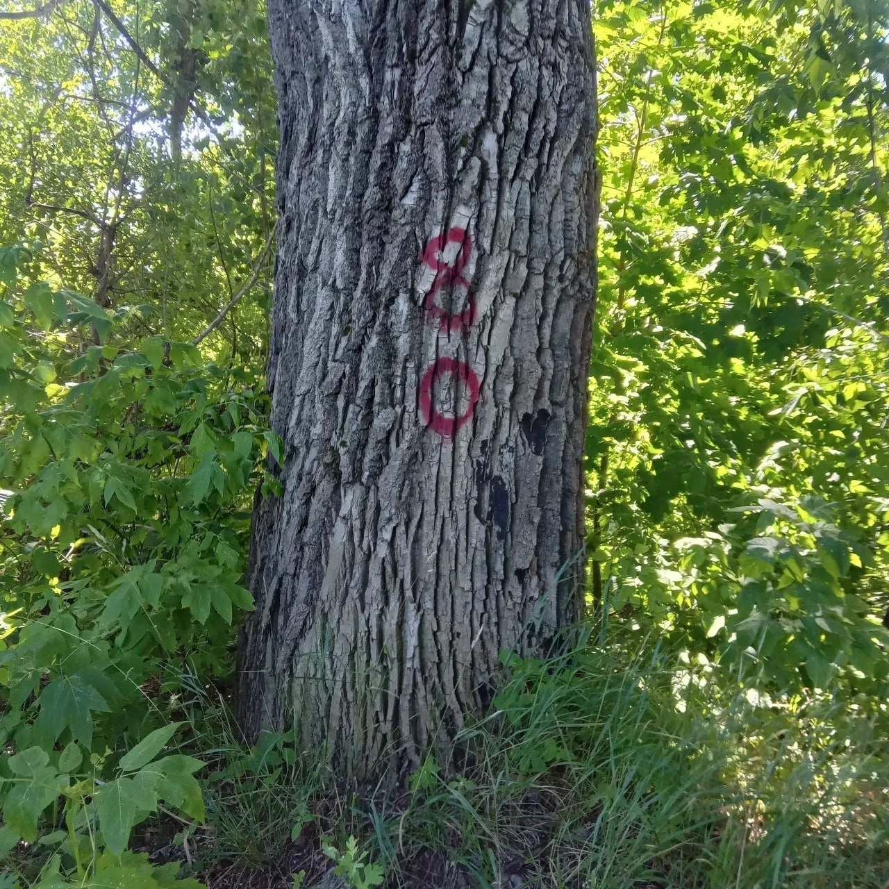 🌳 На набережной Оки в Орле могут вырубить около 80 деревьев

Орловчане заметили красные метки на де