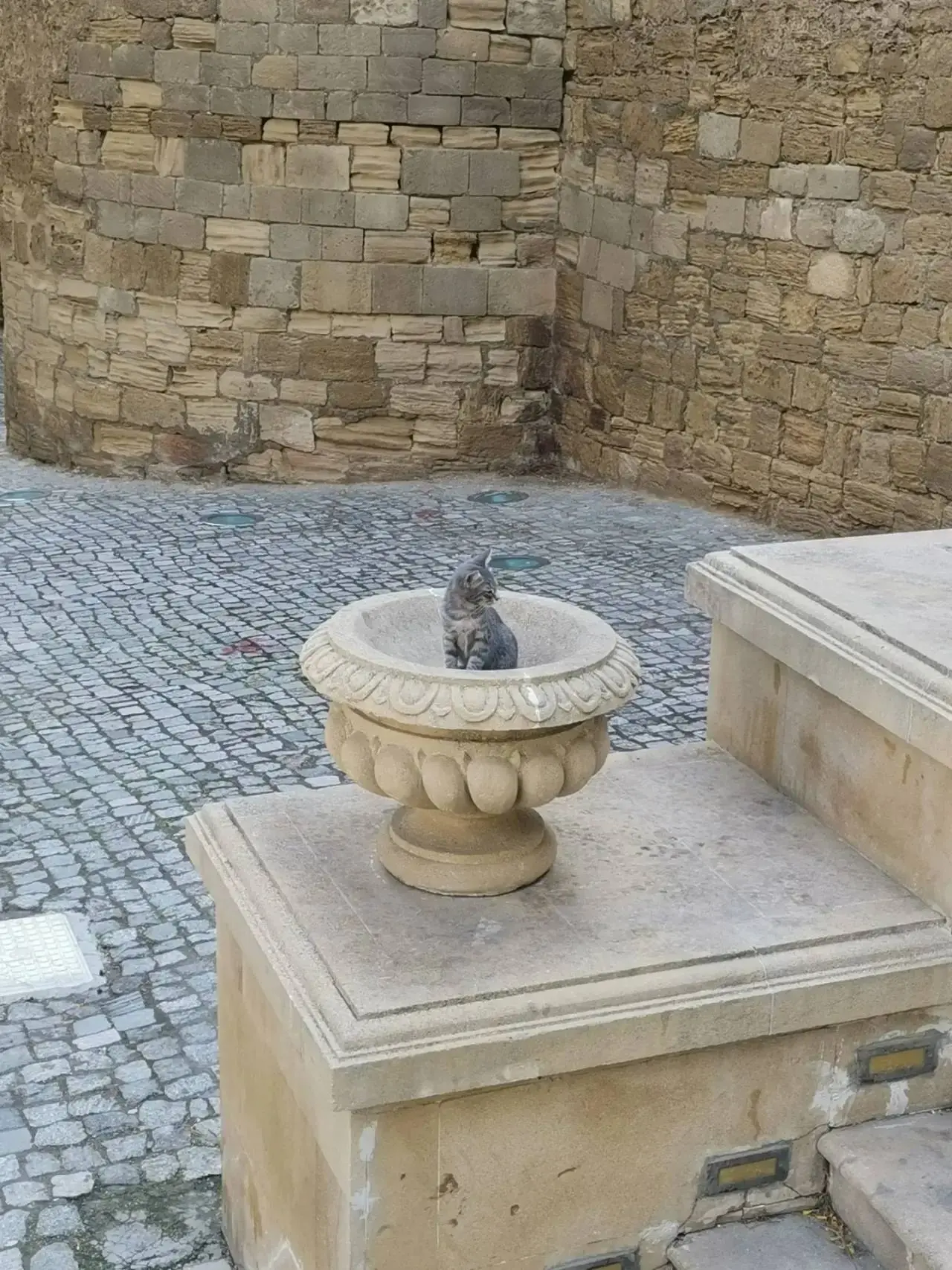 «Баку — город кошек!» — поделилась кадрами из путешествия подписчица 🐱