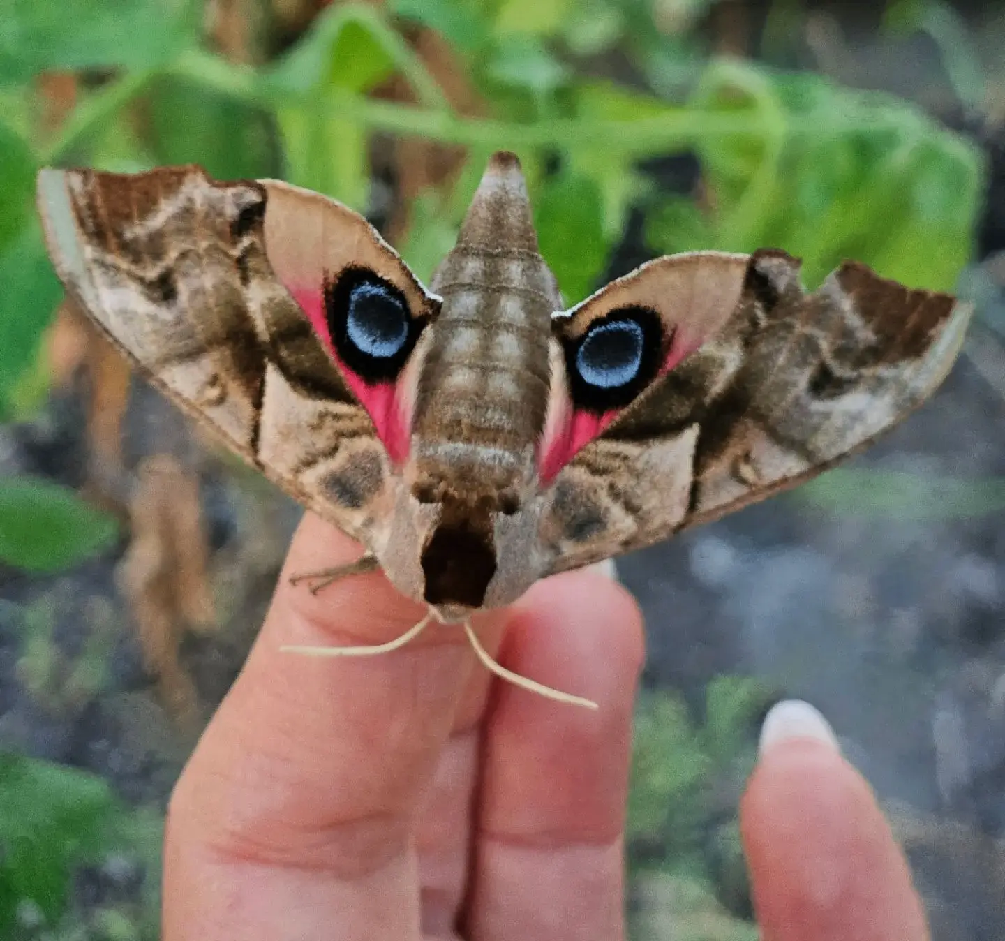 Нашли сегодня в теплице такую красавицу — глазчатого бражника (Smerinthus ocellata). Крупная ночная 