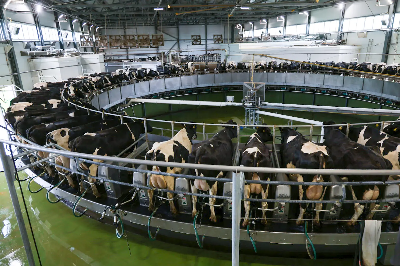 🐄 Молочная продуктивность коров в Архангельской области выросла на 3%