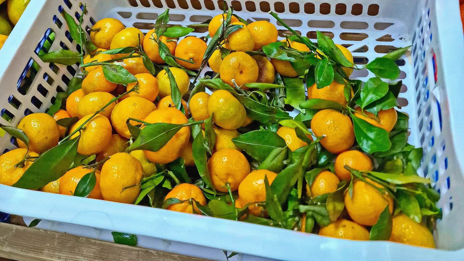 Самое время собирать бесплатные черенки мандаринов и апельсинов. 🍋 Сейчас в магазинах появляются пер