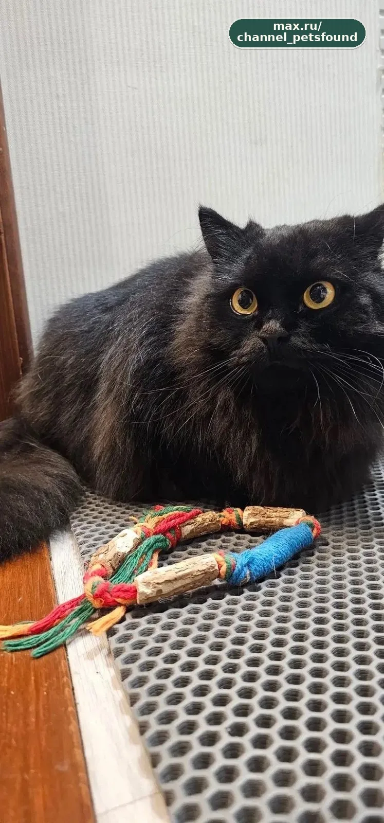 🐾 Найден питомец — Старый Оскол