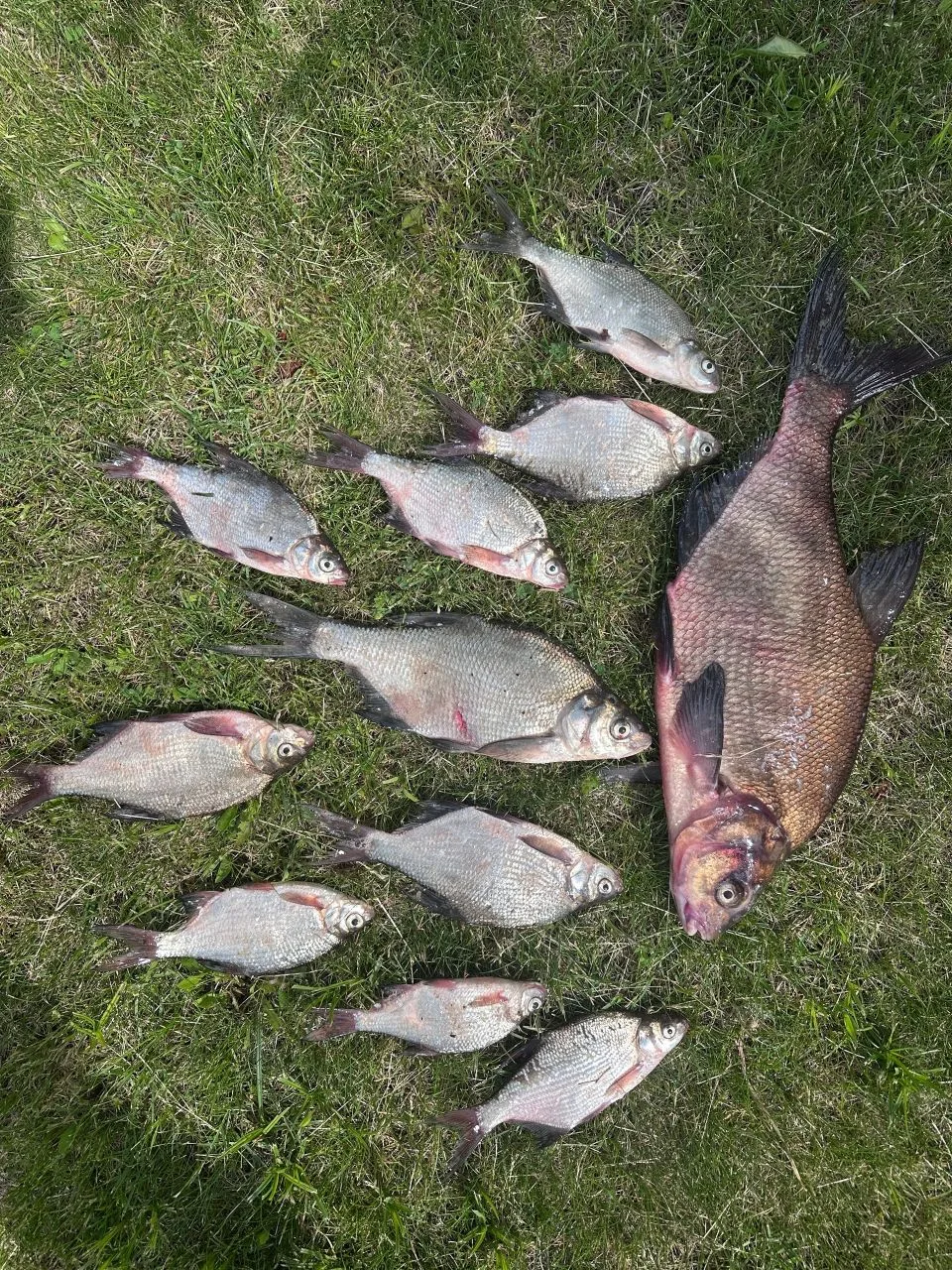 Людиново. Самый крупный 1,7кг. На опарыша