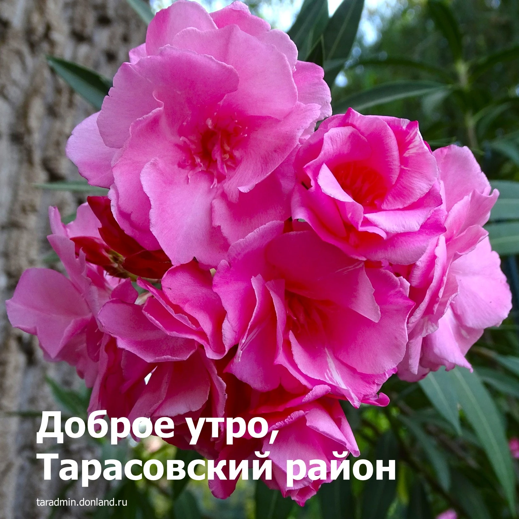 Доброе утро, уважаемые жители Тарасовского района!