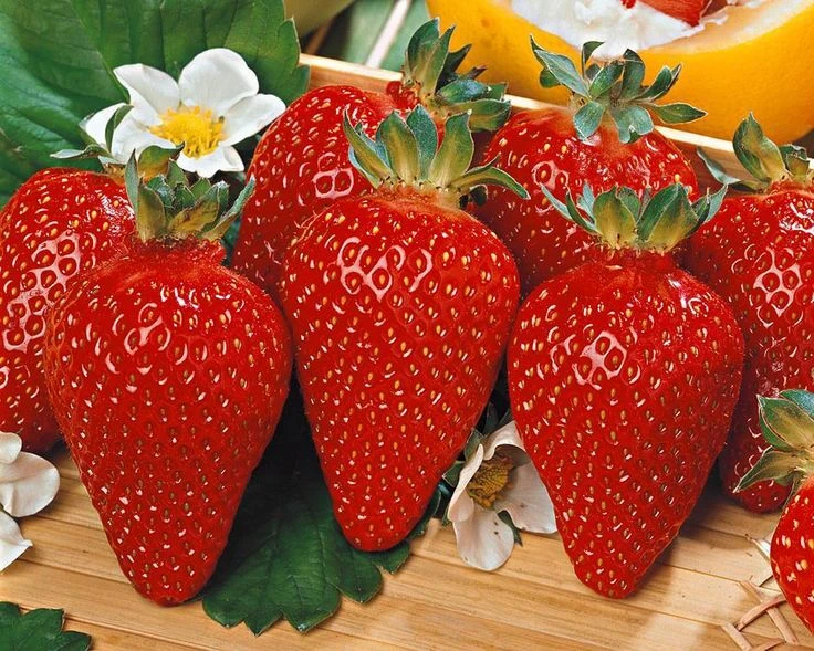 🍓Что делать с клубникой весной?