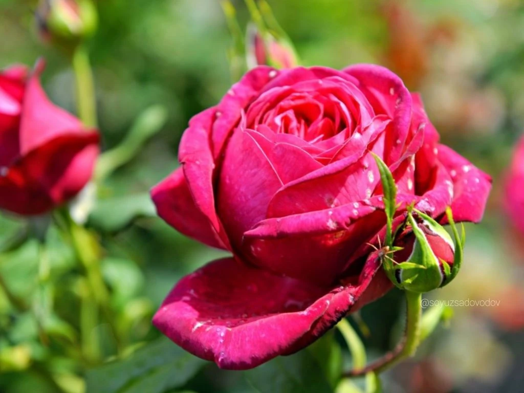 КАК УХАЖИВАТЬ ЗА КОРОЛЕВОЙ САДА В ПОРУ ЕЁ ЦВЕТЕНИЯ 🌹🌹🌹