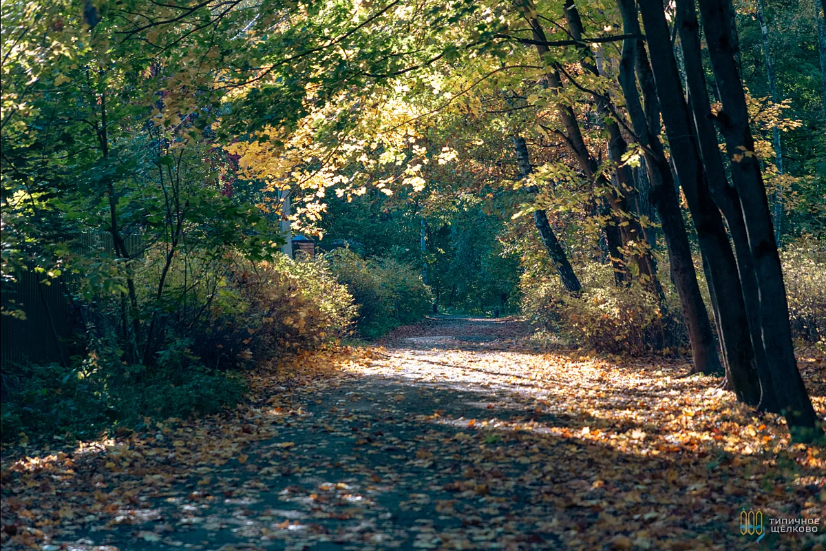 Осенняя Берёзовая роща в п. Загорянский 🍂