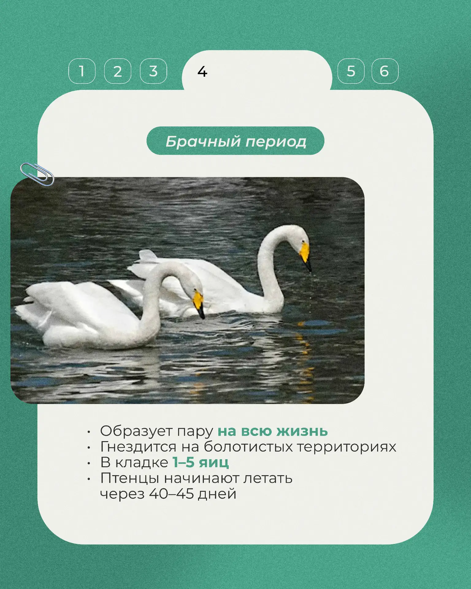 📕Продолжаем рубрику «Животные Красной книги».    Сегодня — несколько фактов о малом лебеде, изящной 