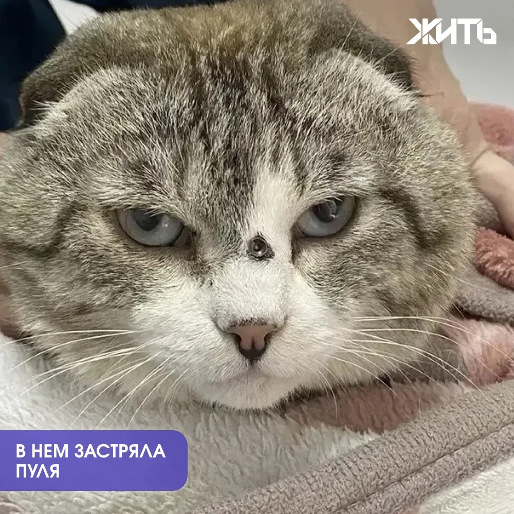 Ветеринары спасли кота, которого ранили из пневматической винтовки