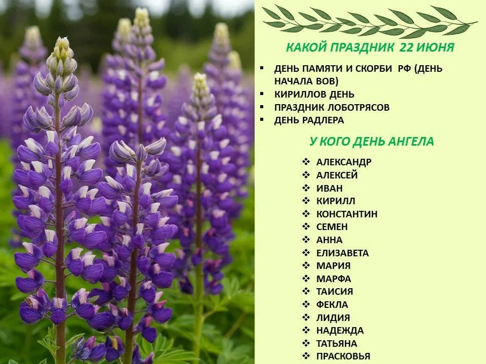 🌷Сегодня 22 июня 2026 года, понедельник