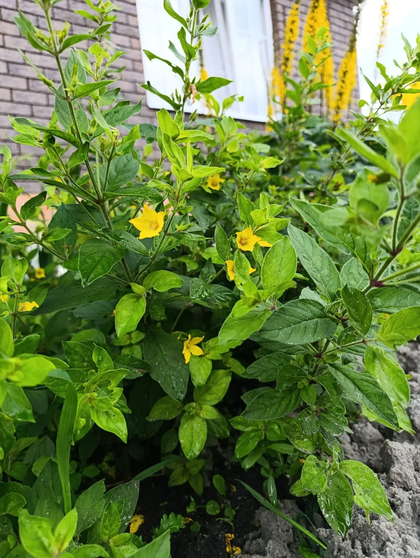 🌼МАГИЧЕСКИЕ СВОЙСТВА ВЕРБЕЙНИКА: ТАЙНЫ, РИТУАЛЫ и ЛЕГЕНДЫ 🌼