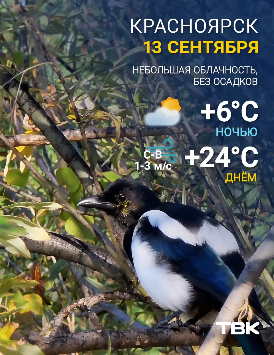 Погода на сегодня